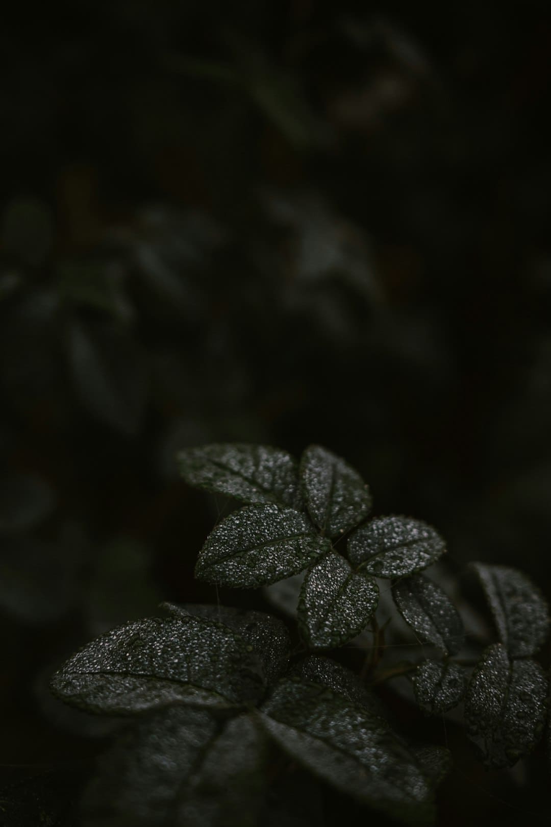 捧红很多明星，著作名垂青史，琼瑶用最琼瑶的方法与年代离别